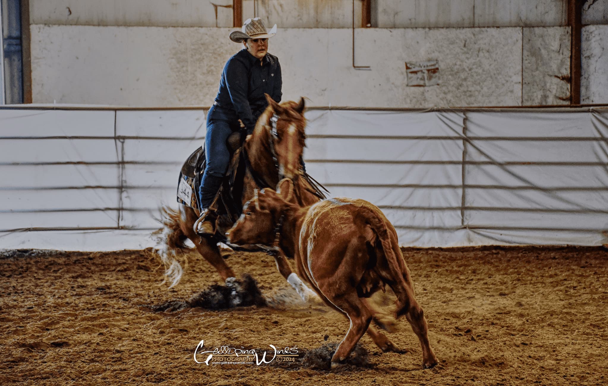 A cutting horse at Prairie Rose Arena.