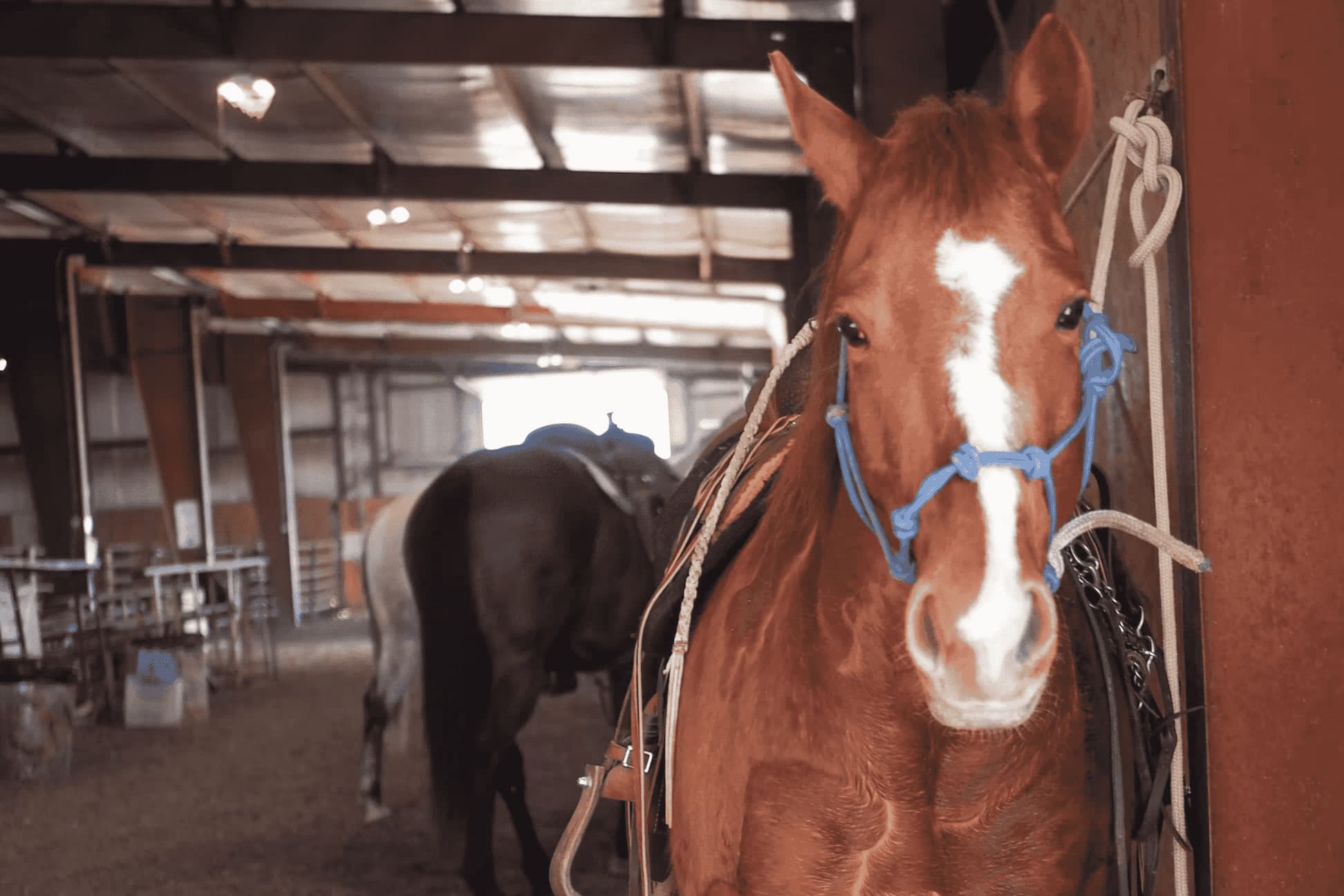 A sorrel horse named Ginger.